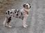 Australian shepherd Saga