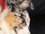 Australian shepherd Saga