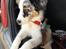 Australian shepherd Saga