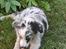 Australian shepherd Saga