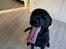 Labrador retriever Bamse