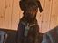 Labrador retriever Bamse