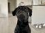 Labrador retriever Bamse