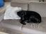Labrador retriever Bamse