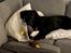 Labrador retriever Bamse