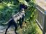 Labrador retriever Bamse