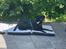 Labrador retriever Bamse