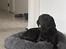 Labrador retriever Bamse
