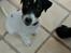 Dansk svensk gaardhund Jagger (Jack) 