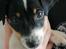 Dansk svensk gaardhund Jagger (Jack) 