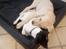 Labrador retriever Gule