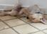 Labrador retriever Gule