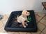 Labrador retriever Gule