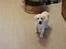 Labrador retriever Gule