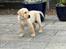Labrador retriever Gule