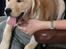 Labrador retriever Gule