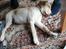 Labrador retriever Gule