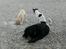 Labrador retriever Gule