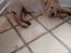 Labrador retriever Gule