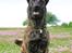 Hollandsk hyrdehund Jessie - #FRAKLIP#
