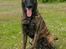 Hollandsk hyrdehund Jessie - 2,5 år og næsten voksen