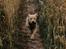 Labrador retriever Gule