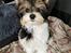 Biewer yorkshire terrier Viggo