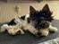 Biewer yorkshire terrier Viggo