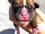 Staffordshire bull terrier Hedam Allstars Sarafina