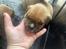 Staffordshire bull terrier Hedam Allstars Sarafina