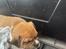 Staffordshire bull terrier Hedam Allstars Sarafina