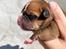 Staffordshire bull terrier Hedam Allstars Sarafina