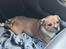 Staffordshire bull terrier Hedam Allstars Sarafina