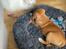 Staffordshire bull terrier Hedam Allstars Sarafina