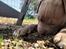 American Bully Molly 