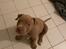 American Bully Molly 