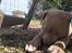 American Bully Molly 