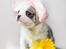 Chihuahua Hello World Attention Deficit Hey Donuts