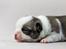 Chihuahua Hello World Attention Deficit Hey Donuts