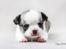 Chihuahua Hello World Attention Deficit Hey Donuts