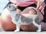 Chihuahua Hello World Attention Deficit Hey Donuts