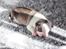 Chihuahua Hello World Attention Deficit Hey Donuts