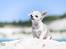 Chihuahua Hello World Attention Deficit Hey Donuts