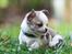 Chihuahua Hello World Attention Deficit Hey Donuts