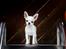 Chihuahua Hello World Attention Deficit Hey Donuts