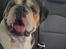 Olde english bulldogge Mysli