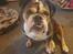 Olde english bulldogge Mysli