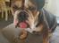 Olde english bulldogge Mysli