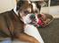 Olde english bulldogge Mysli