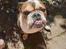 Olde english bulldogge Mysli